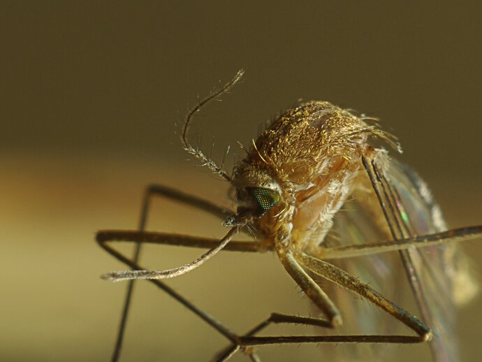 photo: mosquito_MMV